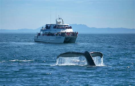 whale watching ventura california|whale watching channel islands harbor.